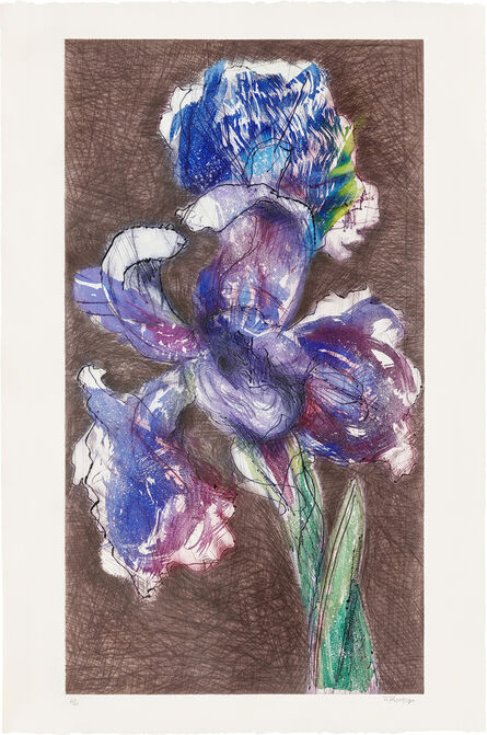 William Kentridge, ‘Dutch Iris II’, 1993-98