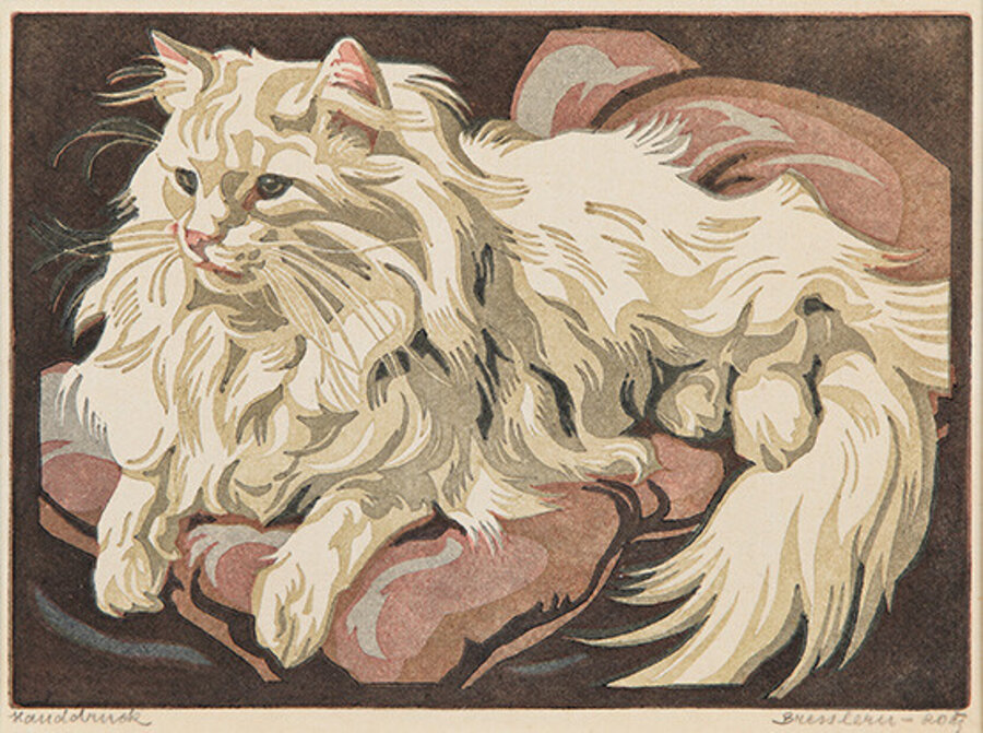 Angora cat