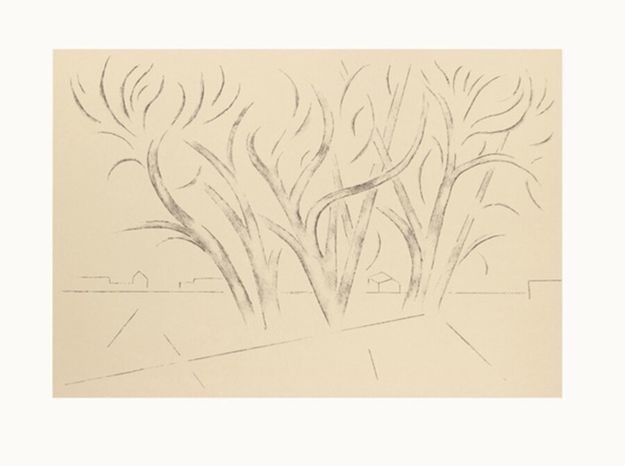 Trees in Ranchitos III