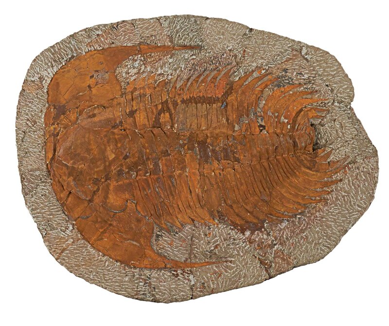 ‘Large Fossilized Fish and Trilobite’, Design/Decorative Art, Likely a Diplomystus dentalus, very well preserved and detailed, fossil ghosted beneath in rock, likely Green River Formation, Wyoming, together with two fossilized tribolites on matrix, likely Moroccan, Middle Cambrian Period (540-490 million years old), Rago/Wright/LAMA/Toomey & Co.
