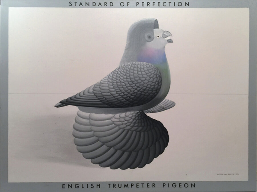 Standard of Perfection: English Trumpeter Pigeon