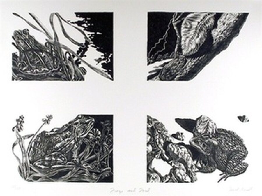 Frogs and Toads