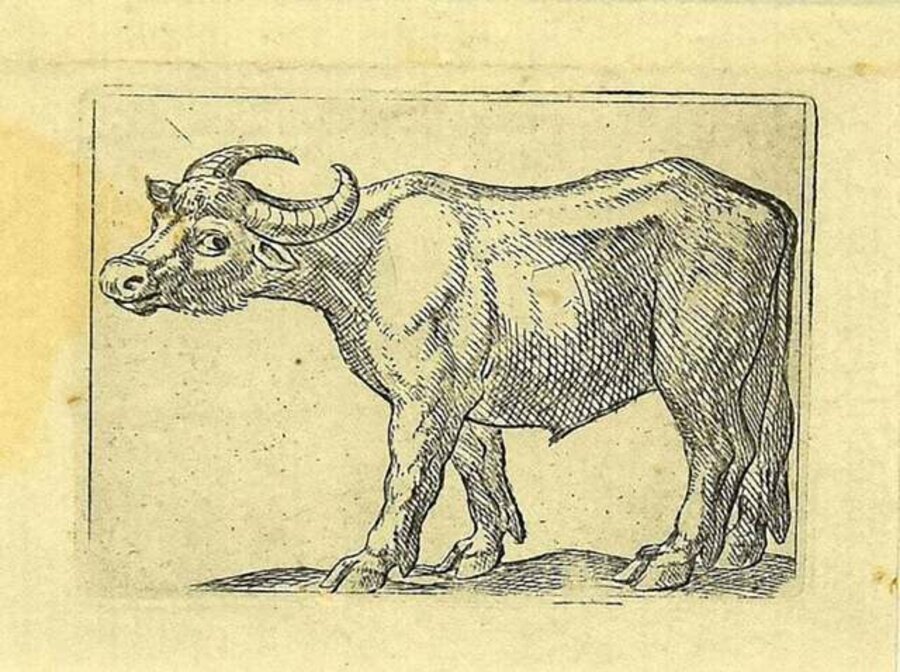 The Buffalo