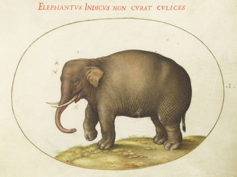 Animalia Qvadrvpedia et Reptilia (Terra): Plate I