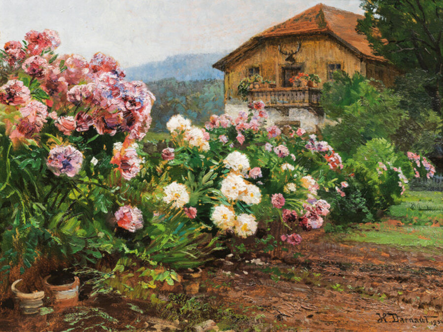 Peonies in the woodman's garden