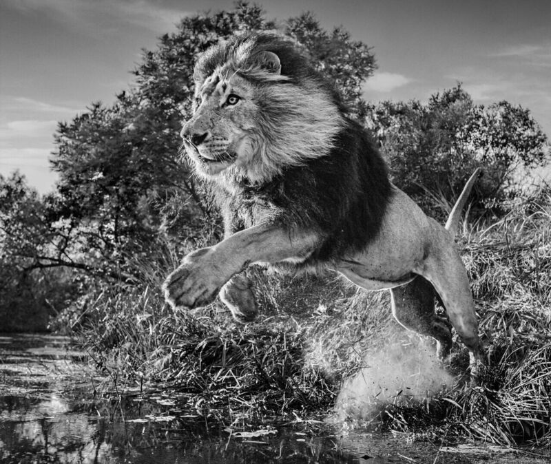 David Yarrow, ‘First Down’, Photography, Archival pigment print, signed, dated and editioned by the artist, Tusk Benefit Auction