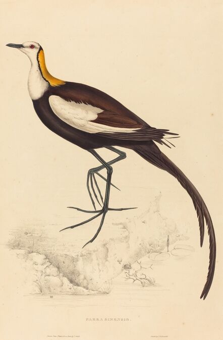 Elizabeth Gould, ‘Parra Sinensis (Pheasant-Tailed Jacana)’