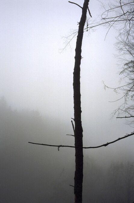 Jitka Hanzlová, ‘Forest #43, Untitled (Black Cross)’, 2004