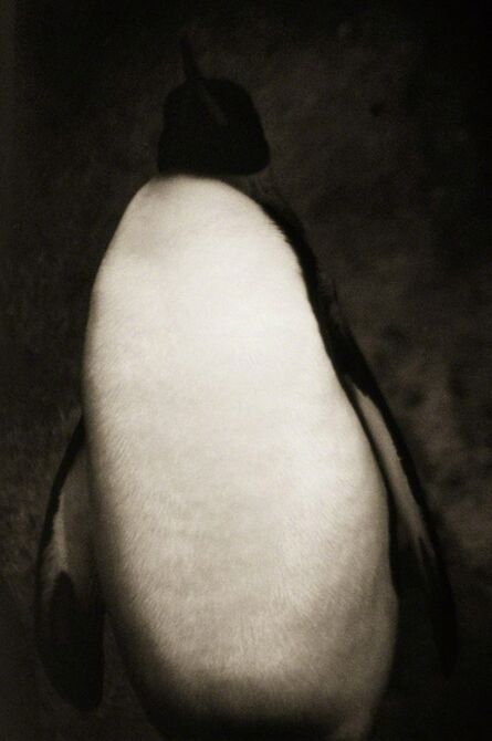 Henry Horenstein, ‘Emperor Penguin (Aptenodytes forsteri)’, ca. 1995-2001