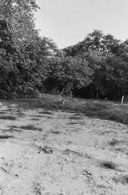 William Eggleston, ‘Untitled (dog in field)’, 1965