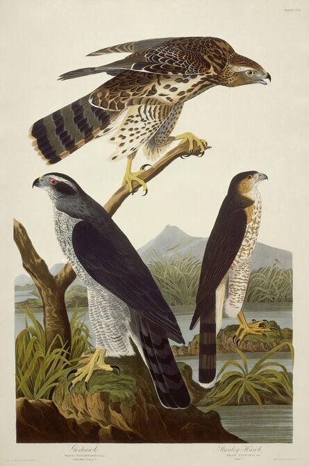 Robert Havell after John James Audubon, ‘Goshawk and Stanley Hawk’, 1832