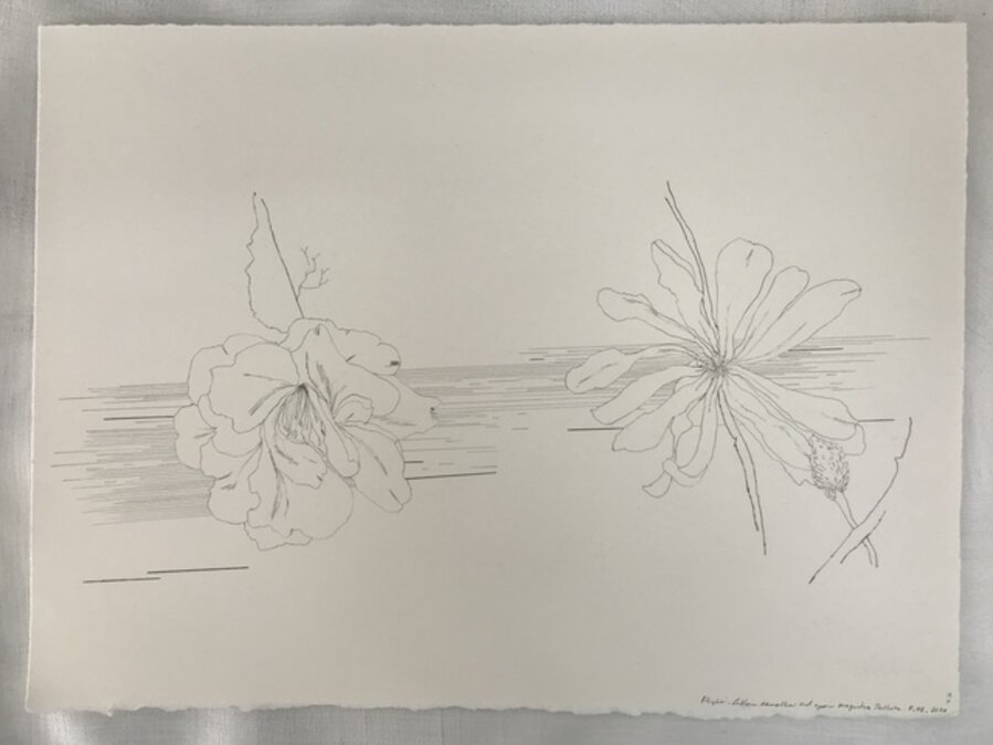 Flight- fallen camellia and open Magnolia Stellata