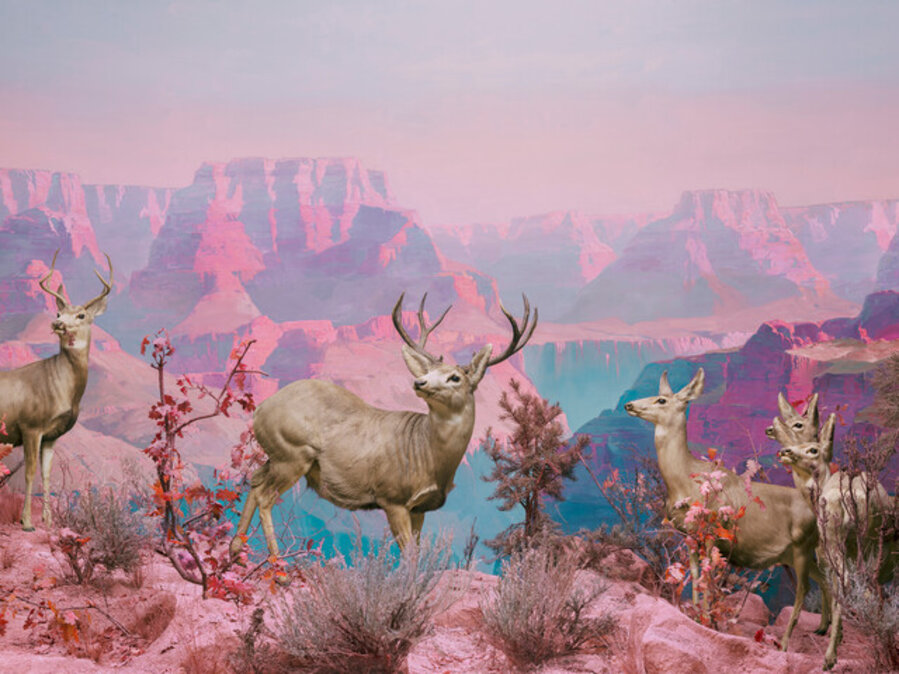 Mule Deer L