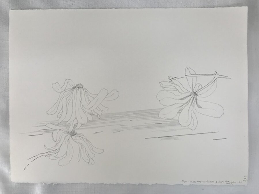 Flight- double Magnolia Stellata and back of Magnolia Stellata