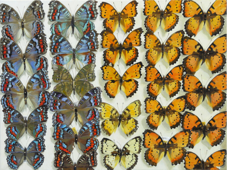 Seasonal Dimorphism: Precis octavia