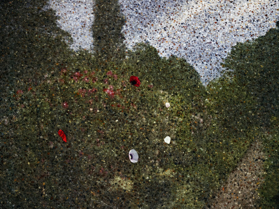 Tent-Camera Image on Ground: View of Monet's Gardens with Flowers on the Ground, Giverny, France