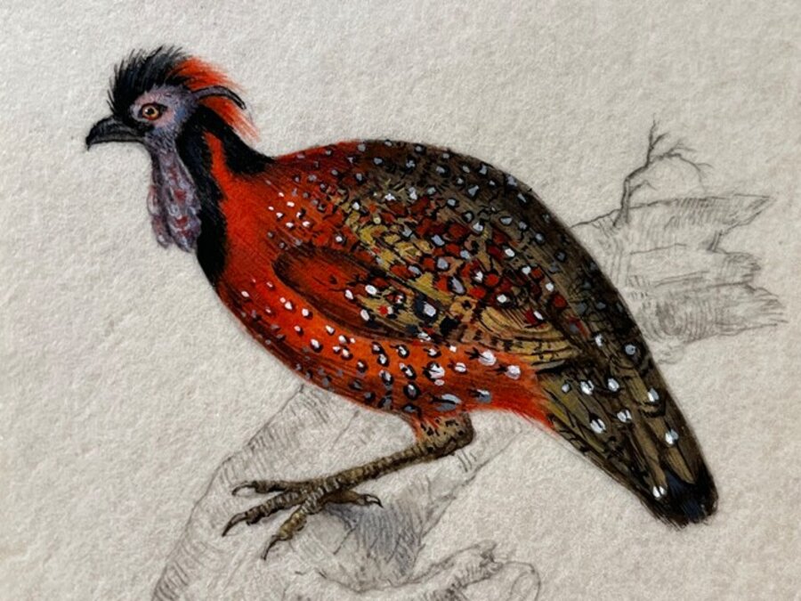 Pheasant