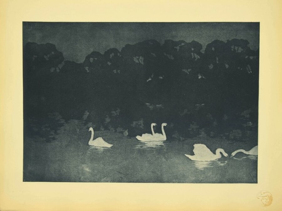 Swans