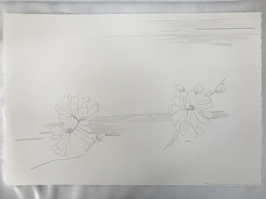 Flight- double Magnolia Stellata and Magnolia Stellata with buds
