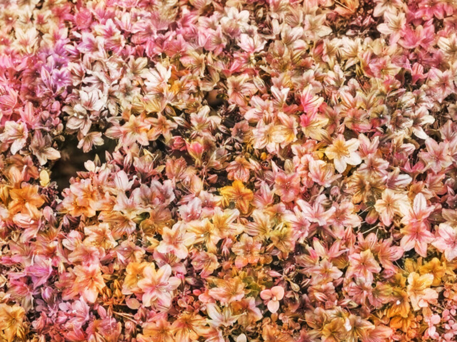 Bloom