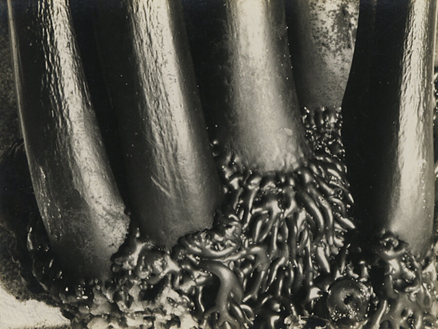Untitled (Kelp)