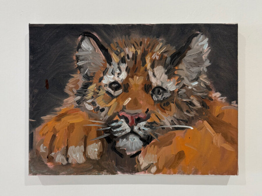 Baby Tiger