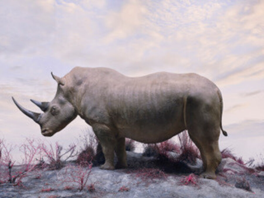 White Rhino L