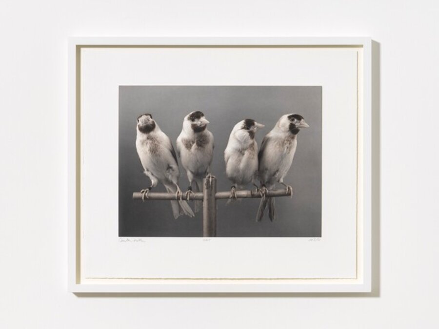 Four Birds