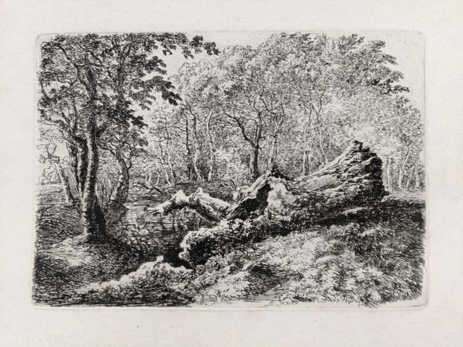 Der modernde Baumstamm – The Rotting Trunk