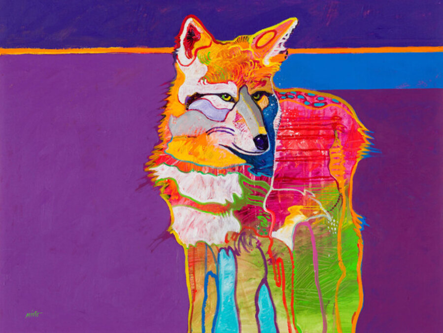 Coyote