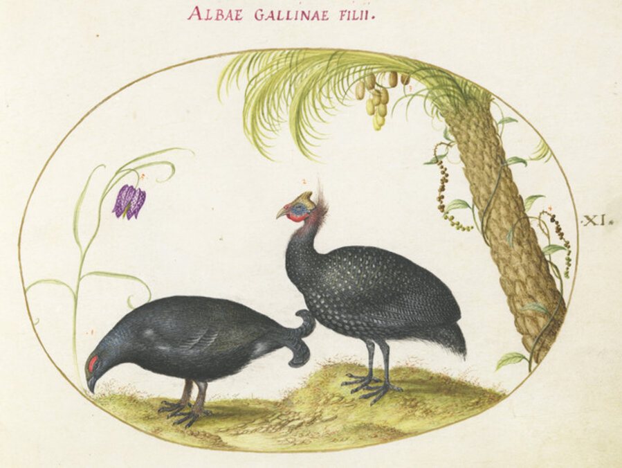 Animalia Volatilia et Amphibia (Aier): Plate X