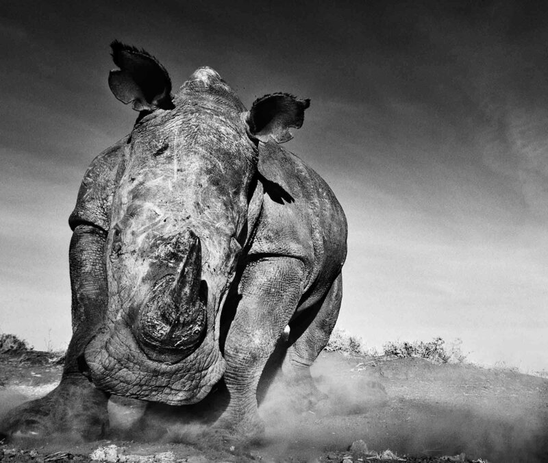 David Yarrow, ‘Charge’, 2016, Photography, Museum Glass, Passe-Partout & Black wooden frame, Leonhard's Gallery