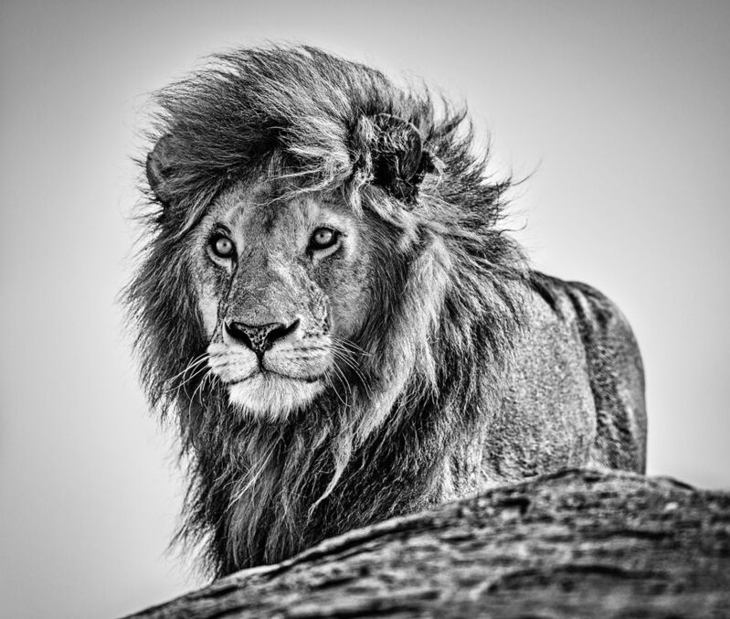 David Yarrow, ‘The Cure’, 2020, Photography, Archival Pigment Print, Samuel Lynne Galleries