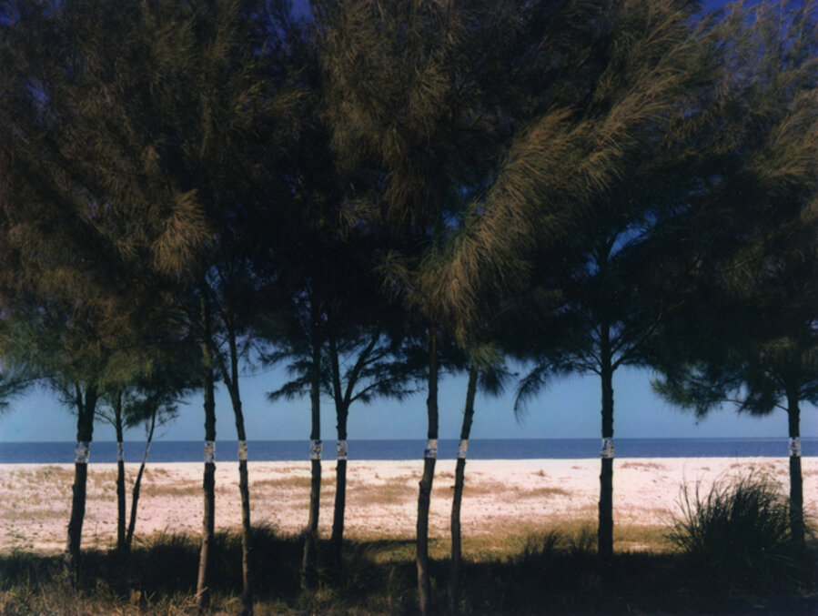 Australian Pines, Fort DeSoto, Florida