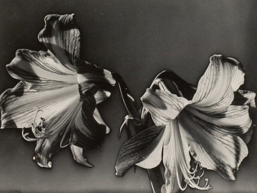 Solarized Flowers