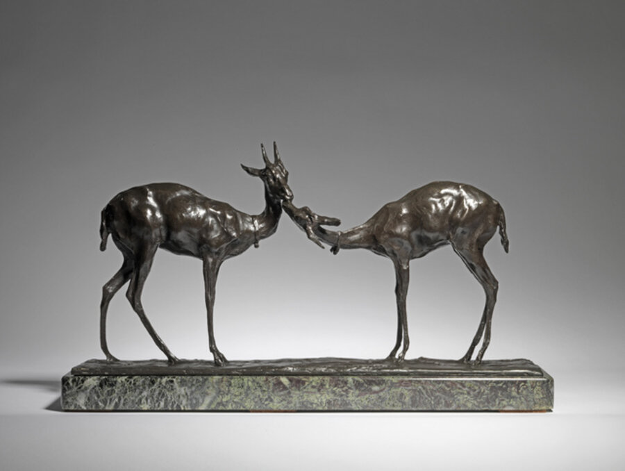 Gazelles apprivoisées, face à face