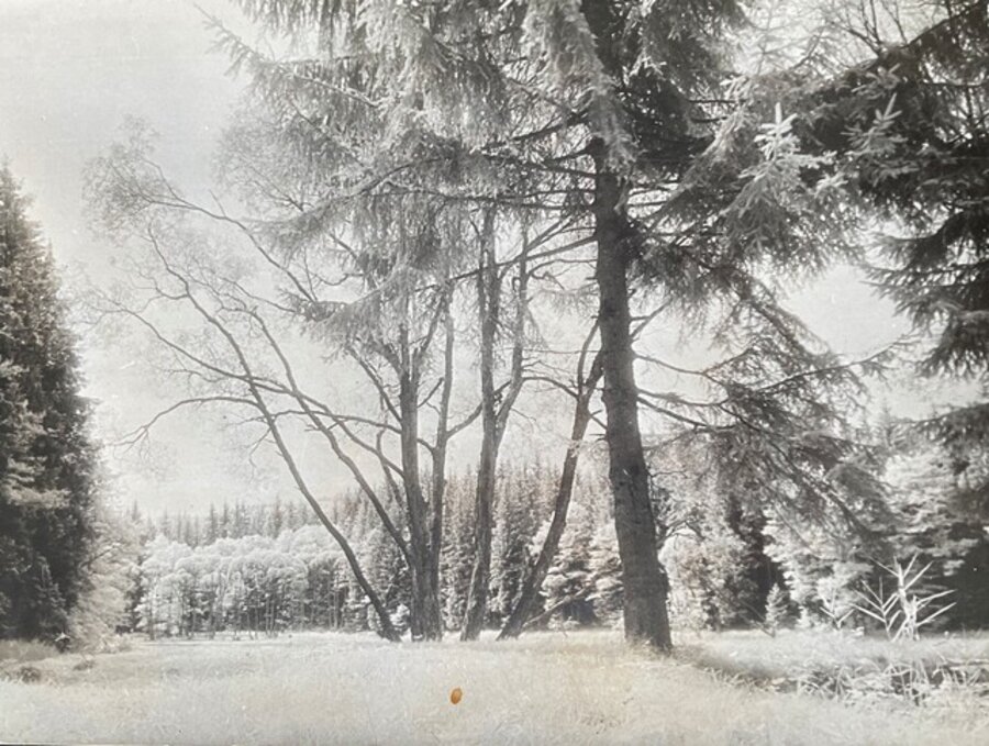 Untitled, snow and trees