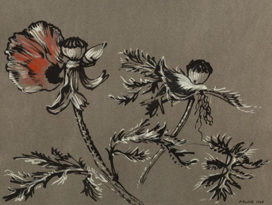 Poppies #1