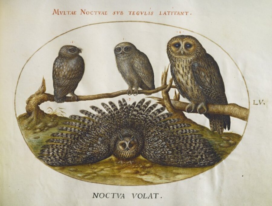 Animalia Volatilia et Amphibia (Aier): Plate LV