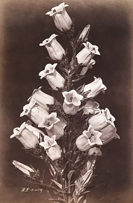 Charles Aubry, ‘Large Bellflowers (Campanule)’, 1864c/1864c