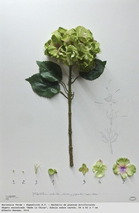 Alberto Baraya, ‘Hortensia Verde. Expedición N.Y. - Herbario de Plantas Artificiales’, 2014