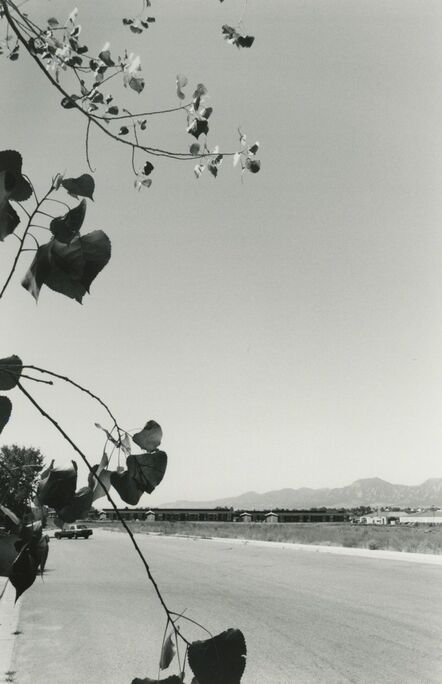 Robert Adams (b.1937), ‘Cottonwood Leaves, Boulder County, Colorado, 1988’, 1988