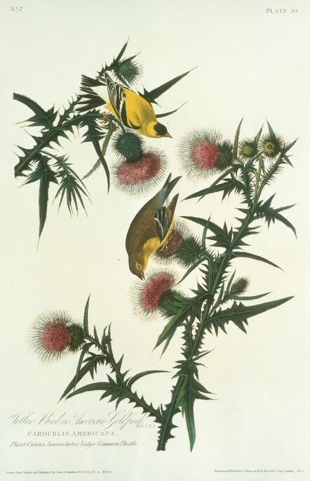 Robert Havell after John James Audubon, ‘Yellow Bird or American Goldfinch’, 1828