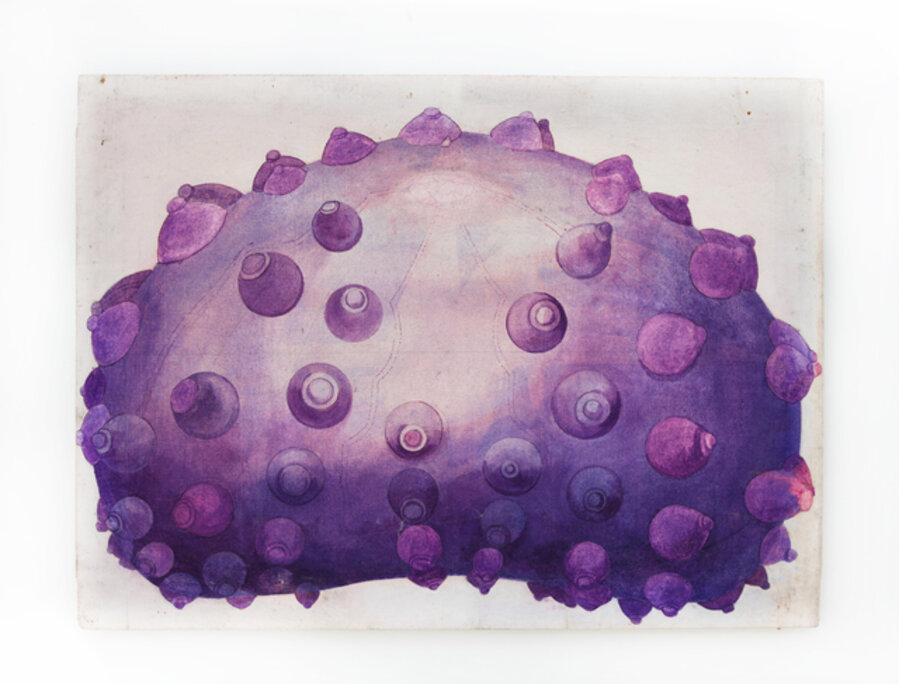 Echinodermata (I)