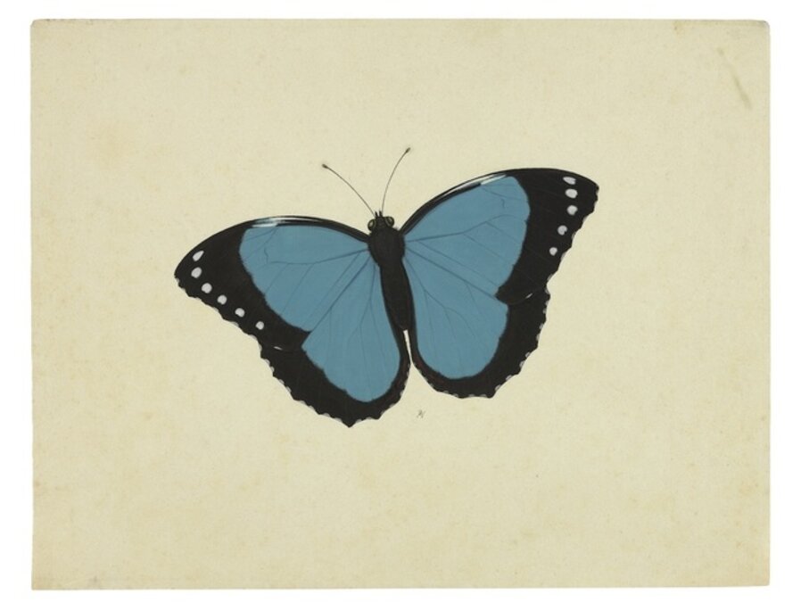 Blue Morpho