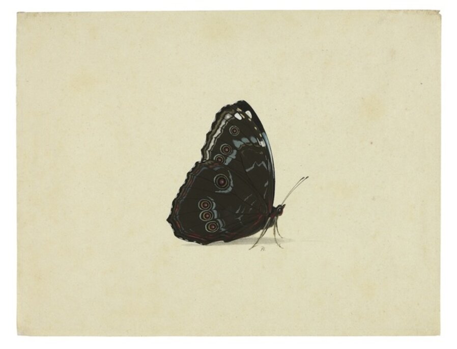 Blue Morpho with wings folded