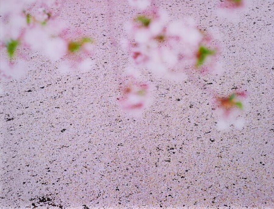 SAKURA 16, 4-22
