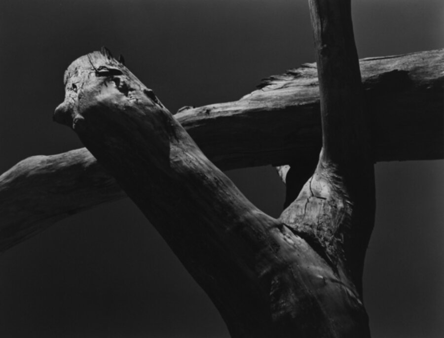 Cotton Wood Stumps, Oklahoma