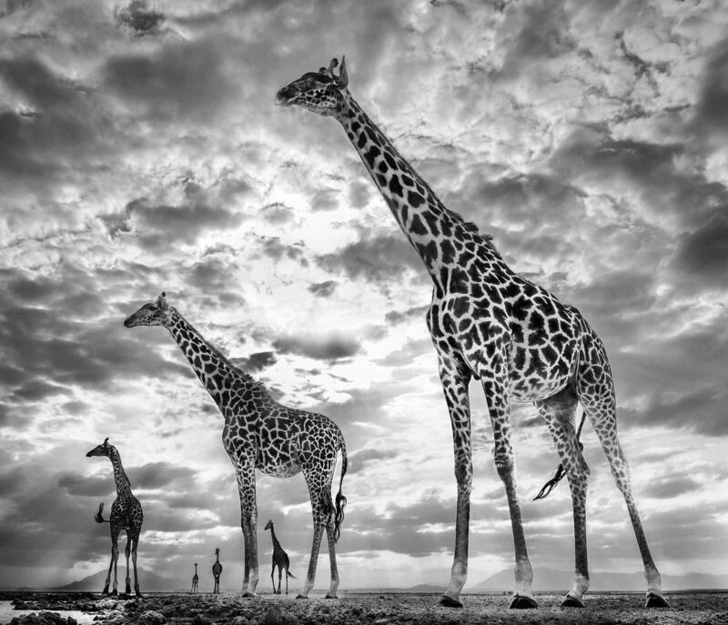 David Yarrow, ‘Keeping Up With The Crouches’, 2016-2020, Photography, Museum Glass, Passe-Partout & Black wooden frame, Leonhard's Gallery