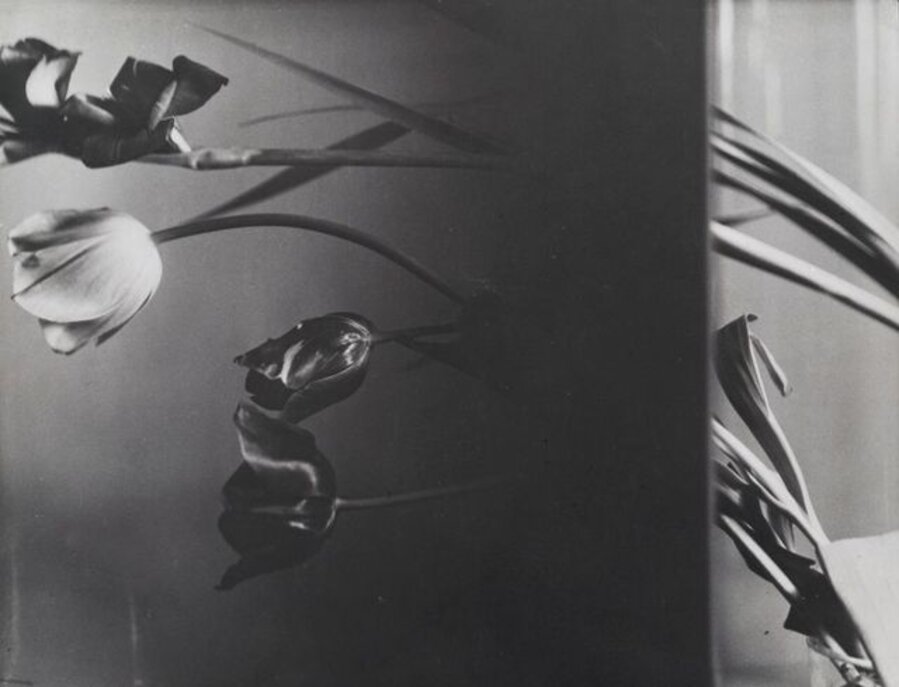 Nature Morte (Tulips)